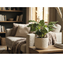 Plante d'intérieur décorative dans un cache-pot côtelé sur une table en bois dans un salon