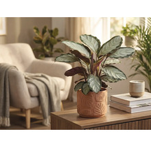 Décoration de salon avec une plante Calathea dans un pot à motif de feuilles sur une table en bois.