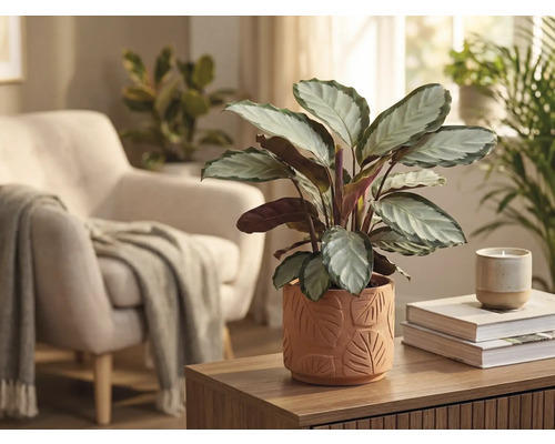 Décoration de salon avec une plante Calathea dans un pot à motif de feuilles sur une table en bois.