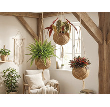 Plantes suspendues décoratives avec différentes plantes dans une pièce lumineuse avec des poutres en bois