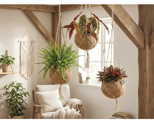 Plantes suspendues décoratives avec différentes plantes dans une pièce lumineuse avec des poutres en bois