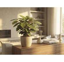 Photo d'intérieur d'un pot de fleurs Calathea sur une armoire en bois dans un salon lumineux