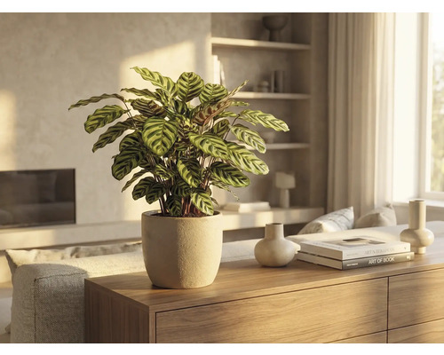 Photo d'intérieur d'un pot de fleurs Calathea sur une armoire en bois dans un salon lumineux