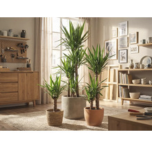 Intérieur avec plantes d'intérieur Yucca dans différents pots sur un tapis