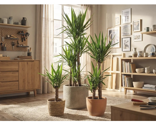 Intérieur avec plantes d'intérieur Yucca dans différents pots sur un tapis