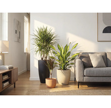 Salon avec trois plantes d'intérieur dans des pots et un canapé