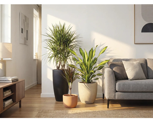 Salon avec trois plantes d'intérieur dans des pots et un canapé