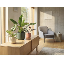 Salon avec plantes d'intérieur en pots sur un meuble bas