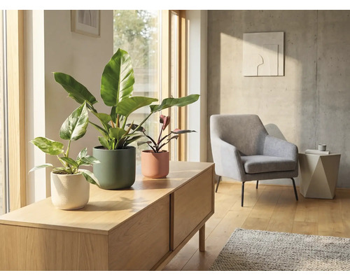 Salon avec plantes d'intérieur en pots sur un meuble bas