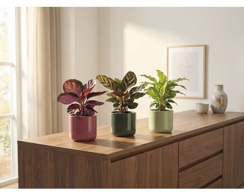 Drei Zimmerpflanzen in Töpfen auf einem Sideboard