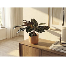 Plante d'intérieur en pot de céramique sur une commode en bois dans une pièce lumineuse