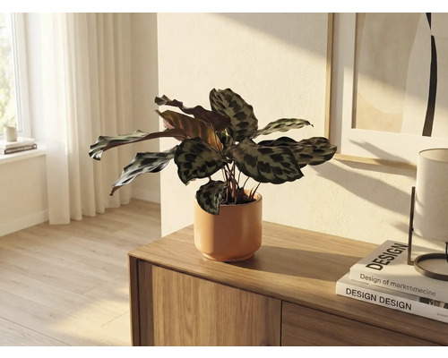 Plante d'intérieur en pot de céramique sur une commode en bois dans une pièce lumineuse