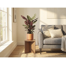 Salon avec plante en pot de céramique sur un tabouret en bois à côté d'un canapé