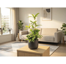 Pièce avec plante en pot sur une table en bois