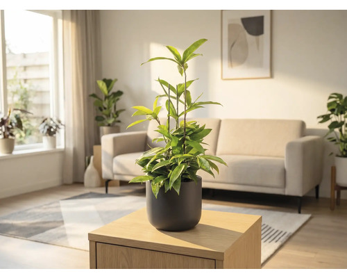 Pièce avec plante en pot sur une table en bois