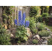 Gartenanlage mit Rittersporn vor Holzzaun