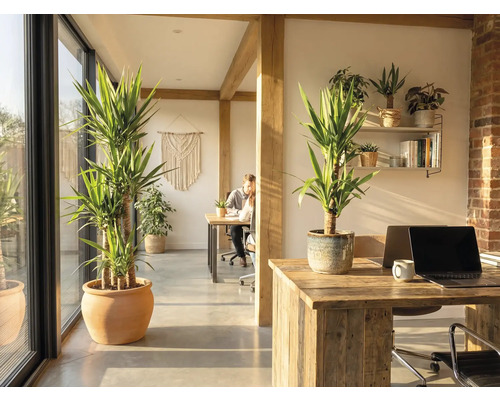 Espace de bureau avec plantes d'intérieur, poutres en bois et bureaux.