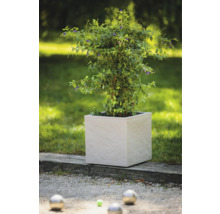 Plante dans un pot de fleurs carré dans le jardin