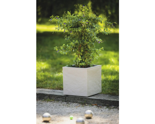 Plante dans un pot de fleurs carré dans le jardin