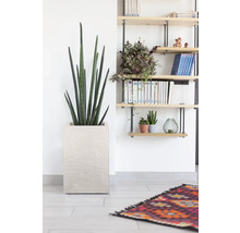 Intérieur avec sansevieria dans un pot carré et une étagère murale.