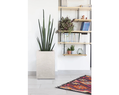 Intérieur avec sansevieria dans un pot carré et une étagère murale.