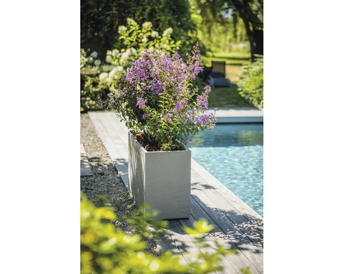 Blühende Pflanze in einem Pflanzgefäß neben einem Pool