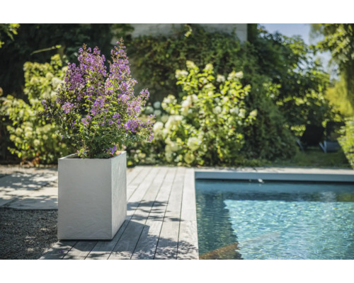 Szene mit Pflanze mit violetten Blüten in quadratischem Pflanzgefäß neben einem Pool