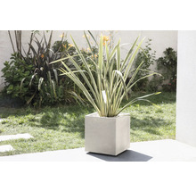 Plante ornementale dans un pot cubique dans le jardin.