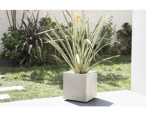 Plante ornementale dans un pot cubique dans le jardin.