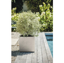 Scène avec une plante dans un pot carré sur une terrasse en bois à côté d'une piscine