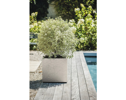 Scène avec une plante dans un pot carré sur une terrasse en bois à côté d'une piscine