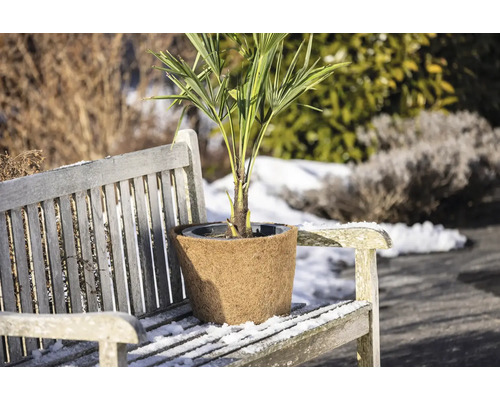 Hanfpalme in einem Topf auf einer Holzbank im Winter