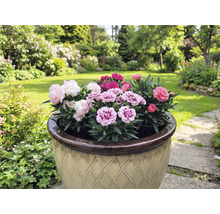 Pot de fleurs avec des œillets multicolores dans un jardin.