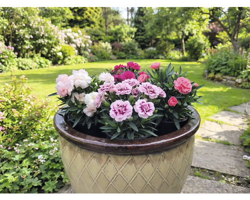 Pot de fleurs avec des œillets multicolores dans un jardin.