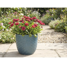 Pâquerettes rouges dans un pot bleu dans le jardin