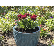 Gänseblümchen in einem Topf im Garten