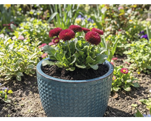 Gänseblümchen in einem Topf im Garten