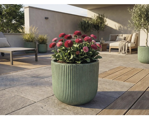 Espace extérieur avec des marguerites en fleurs dans une jardinière cannelée