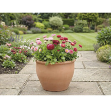 Vue du jardin avec des pâquerettes dans un pot sur un chemin de pierre