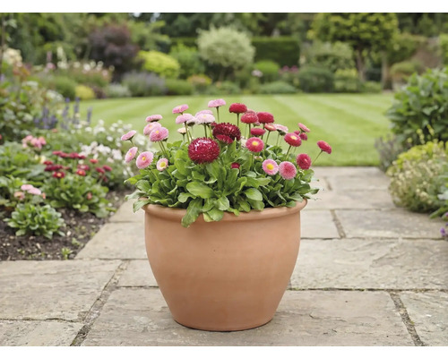 Vue du jardin avec des pâquerettes dans un pot sur un chemin de pierre