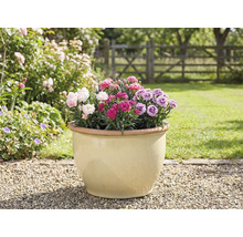 Pot de fleurs avec œillets dans le jardin