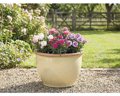 Pot de fleurs avec œillets dans le jardin