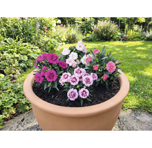 Pot de fleurs planté d'œillets variés dans le jardin.