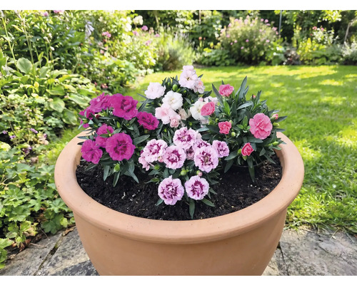 Pot de fleurs planté d'œillets variés dans le jardin.