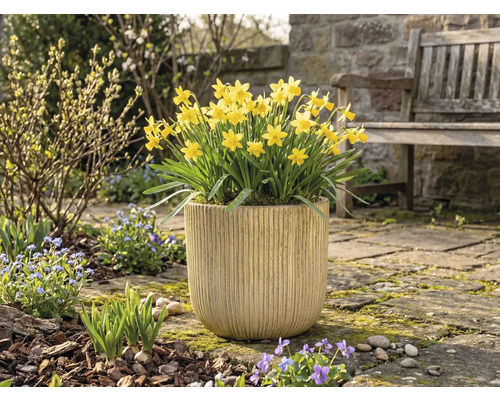 Jonquilles jaunes dans une jardinière dans le jardin.
