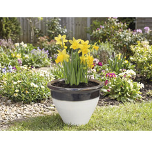 Jonquilles dans une jardinière dans le jardin.