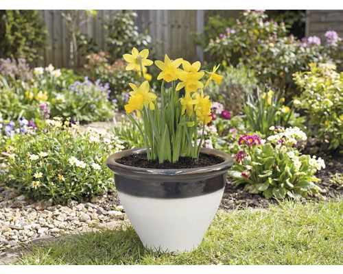 Jonquilles dans une jardinière dans le jardin.