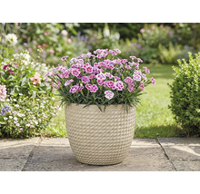 Œillets dans un pot dans le jardin.