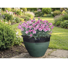 Œillets dans un pot de fleurs dans le jardin.