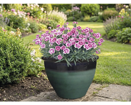 Œillets dans un pot de fleurs dans le jardin.